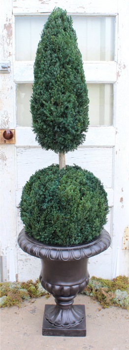 Preserved Ball Cone Topiary 45 to 50 inches Tall in Juniper Foliage